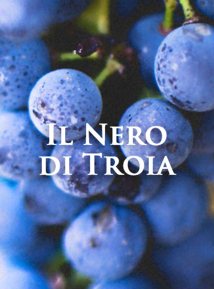 Nero di troia, vino nobile di puglia